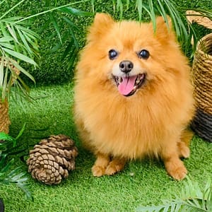 Hasta 48% de dto. en Mascotas – Aseo/Salón en Ranimal Las Palmas Cyja.com Special Offers, Deals & Discounts in Spain